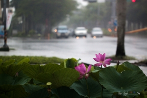 今日 中興新村 荷(蓮)花