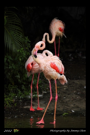 動物園打鳥樂~~BY 好攝客