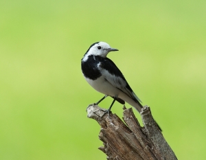456打鳥記 - 優雅白鶺鴒