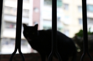 逆光+黑貓真難拍....