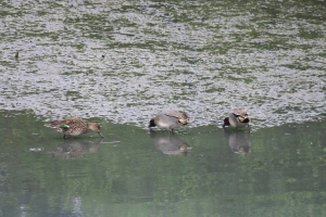 20170218 溪底的水鳥