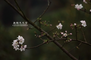 20100220 - 天元宮