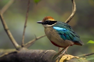 八色鶇 & Sigma SD9、SD10