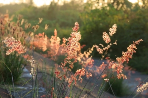 20170128 黃昏探鳥況