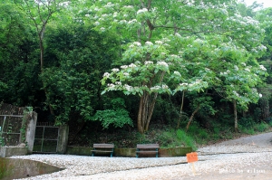 挑水古道油桐花