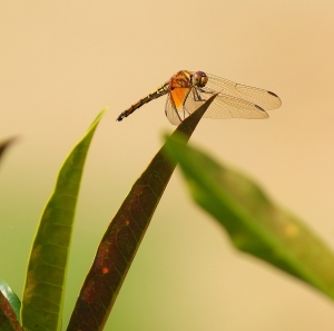 456L 這是什麼蜻蜓
