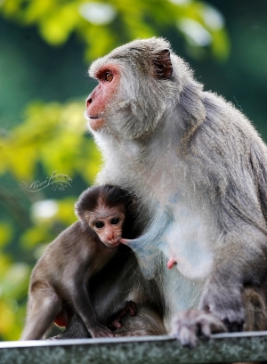 烏山~人看猴..猴看人
