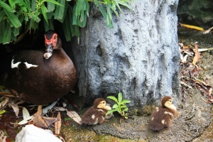 夏日新生命-小鴨