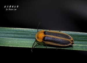 社大農場生態