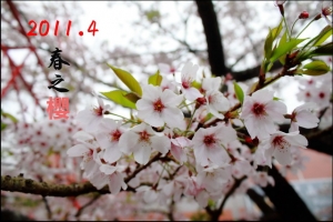 2011.4阿里山春之櫻