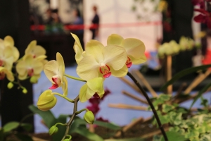 台南-蘭花展
