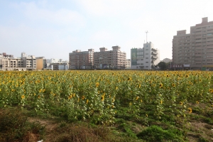 台南的花海