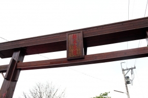 挑水古道賞桐花~~~