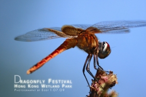 :: 香港濕地公園 Wetland Park ::