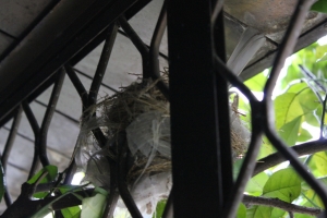 小鳥在陽台孵蛋(一張流)