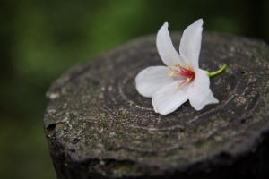 桐花公園湊熱鬧