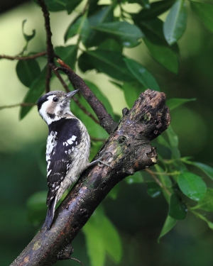 雨在大也要衝-小啄木