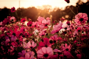 [主題三海]-花海-雲海-人海