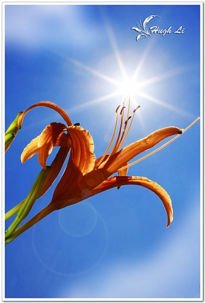 一朵獨秀-金針花