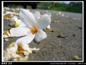 Canon S50  08年油桐花第一彈