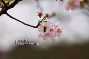 2010.3.13_天元宮櫻花_貝殼廟_貝殼海_觀音廟
