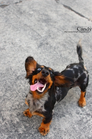 [嚕&挫] 熱死狗不"腸"命阿