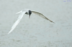 【今日忽雨乍晴】