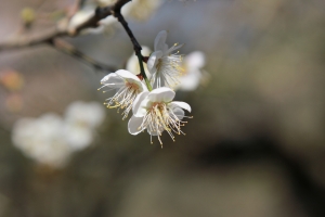 2014-01-01 烏松崙 賞梅