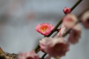 7D賞梅花