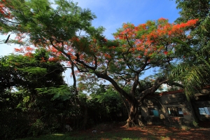 老鳳凰樹與廢墟