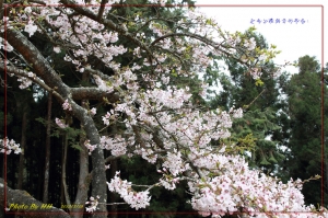 阿里山櫻與音的對話~