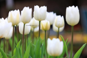 小白看到鬱金香