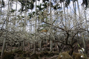 1/15 討"梅"去    (風櫃斗。柳家花園)