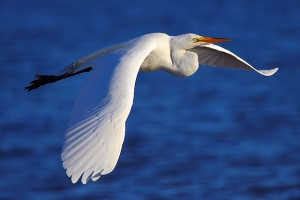 Great Egret (大白鷺)