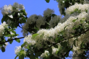 春季白雪--流蘇樹