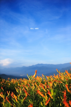忘憂。六十石