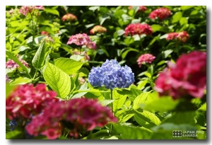 京都植物園中拈花惹草 - 晴天彩虹花海 -