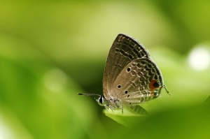 《翹得浮生幾隻蝶》