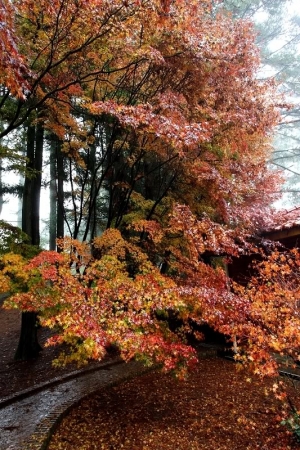 20101114福壽山楓紅