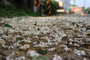 2011.05.08 小粗坑古道賞桐花