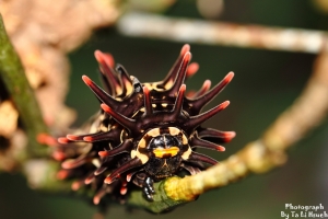 黃裳鳳蝶~黃金蛹