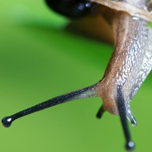 初試閃燈微距&nbsp;&nbsp;&nbsp;&nbsp; ~新增局部特寫大頭照