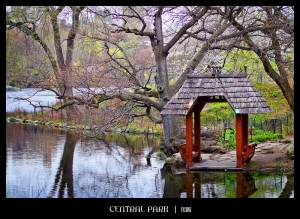 ::: Spring in Central Park 春天的中央公園 （上） by DV :::