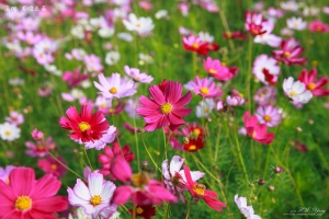 高雄 美濃花海走春