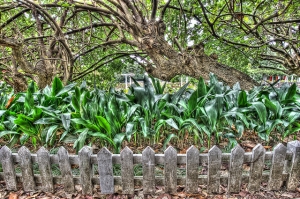 瘋HDR-植物園
