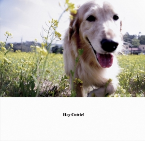 黃金獵犬EMMA [Hey Cuttie!]系列 來囉~~