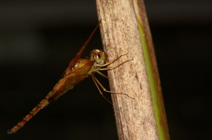 硃紅蜻蜓 Hydrobasileus croceus (Brauer, 1867)