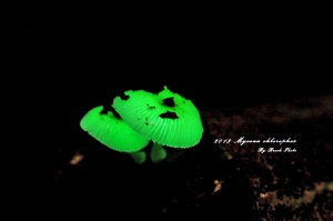 2013 螢光菇