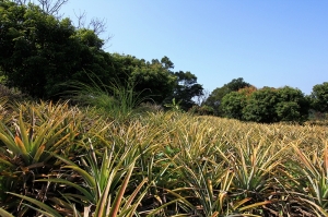 鳳梨田農耕樂