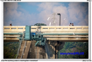 石岡水霸白鷺鷥